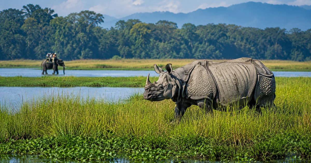 Kaziranga National Park